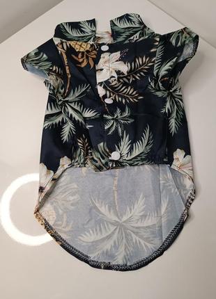 Одяг для тварин