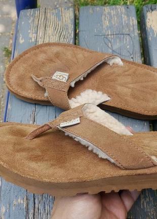 Жіночі шльопанці в'єтнамки сланці ugg tasmina chestnut suede flip flops3 фото