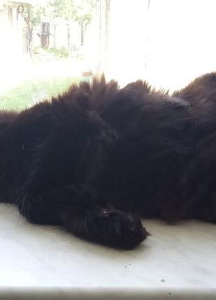 Котик