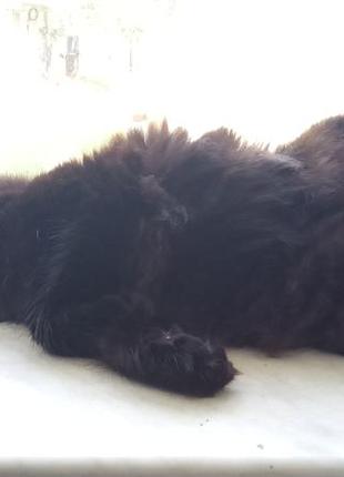 Котик 2