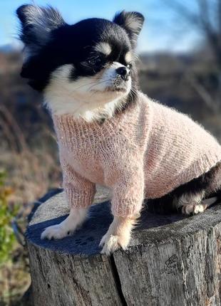 Светр на маленьку собачку