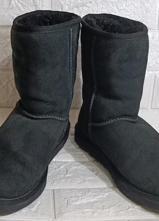 Зимові ugg australia classic натуральна цигейка,овсина.uk5,5,ru38.