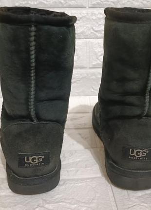 Зимові ugg australia classic натуральна цигейка,овсина.uk5,5,ru38.9 фото