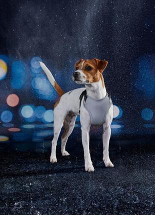 Шлейка оригинальная германия zoofari светоотражающая шлейка для собак/котов не напрягает шею поводок