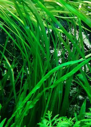 Аквариумные водоросли4 фото