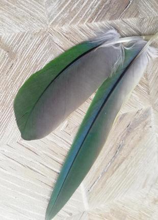 Гарне пір'ячко попугая перо пір' я с зелёным переливом 10 см2 фото