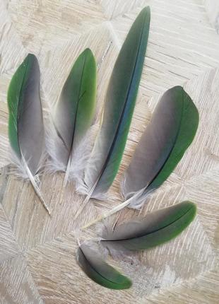 Гарне пір'ячко попугая перо пір' я с зелёным переливом 10 см3 фото