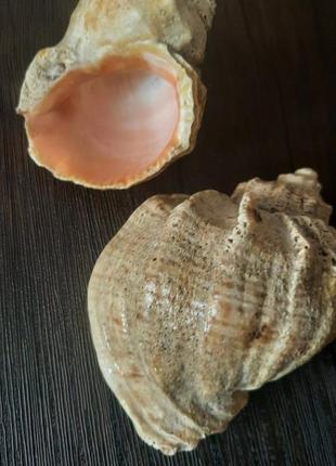 Морские ракушки