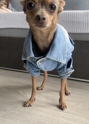 Джинсовая куртка для собаки7 фото