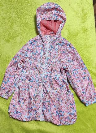 Вітровка подовжена