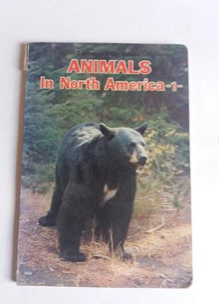 Фотоальбом со стихами "animals in north america"