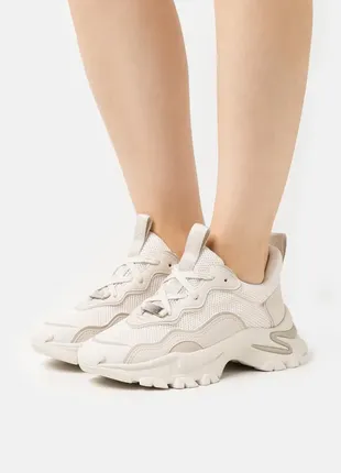 Кросівки steve madden