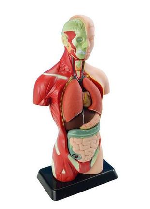 Анатомическая модель человека edu-toys сборная, 27 см (mk027)