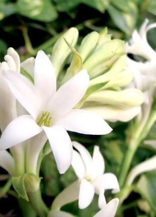 Аромат для свічки та мила гарденія тубероза (candlescience gardenia tuberose)