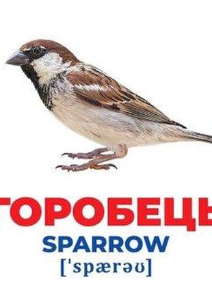 Карточки домана геній з пелюшок. птахи україни. демонстраційний матеріал 10107193у3 фото