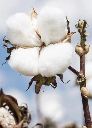 Набір із 2х соєвих свічок і підставки з ароматом "cotton and iris"4 фото