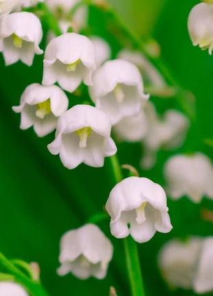 Аромат для свічки та мила конвалія (candlescience lily of the valley)1 фото