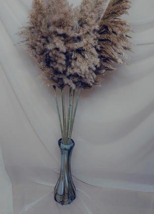 Пампасная трава сушеный букет