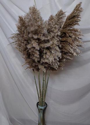 Сушеница пампасная трава букет декор