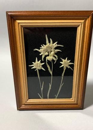 Картина едельвейс, картина сухоцвіт, рідка квітка, картина для інтер'єру, унікальна картина, декор для дому