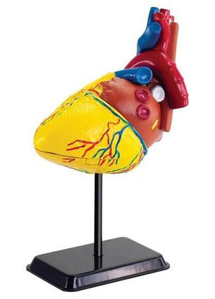 Набір для досліджень edu-toys модель серця людини збірна, 14 см (sk009)