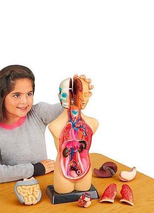 Анатомічна модель людини edu-toys збірна, 27 см (mk027)4 фото