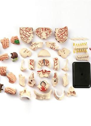 Набір для досліджень edu-toys модель черепа з нервами збірна, 9 см (sk010)3 фото