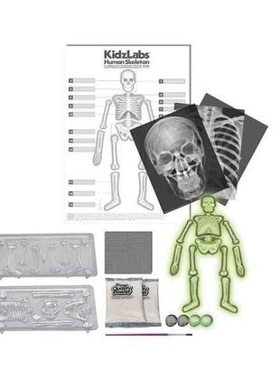 Набір для досліджень 4m світиться скелет людини (00-03375)1 фото