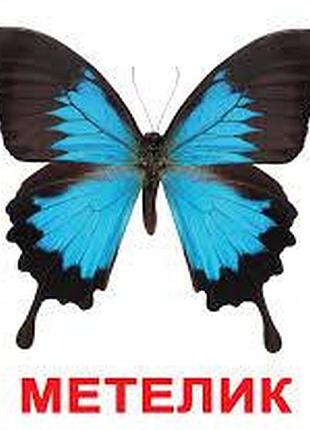 Картки домана великі (українські з фактами "комахи"), вундеркінд з пелюшок, 285516