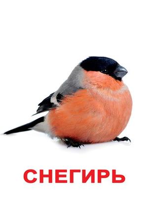 Картки великі росіяни з фактами "птахи" 20шт, методика глена домана 095115