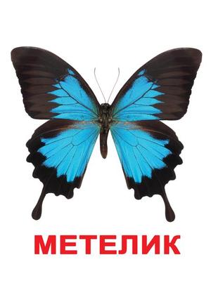 Картки великі українські з фактами "комахи" 20 карт., методика глена домана 096525