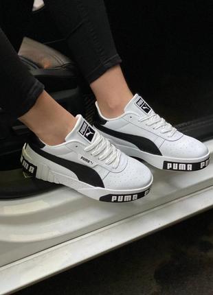 Puma cali