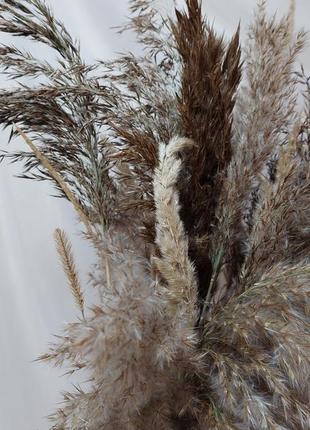 Букет з сухоцвіту пампасна трава очерет2 фото