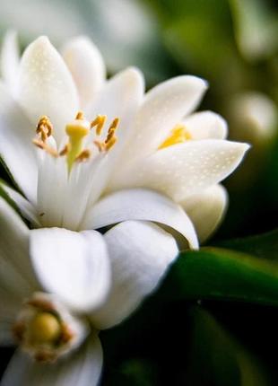 Аромат для свічки та мила неролі та білий жасмин (candlescience neroli and white jasmine)
