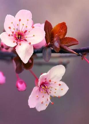 Аромат для свечи и мыла цветение японской вишни (candlescience japanese cherry blossom)