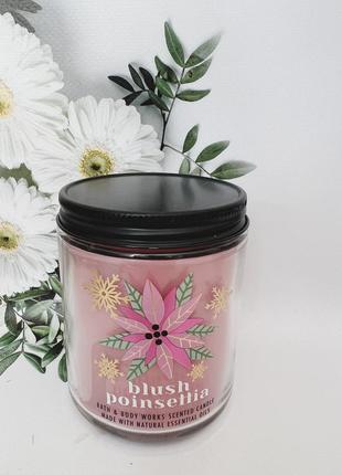 Свічка blush poinsettia від bath and body works1 фото