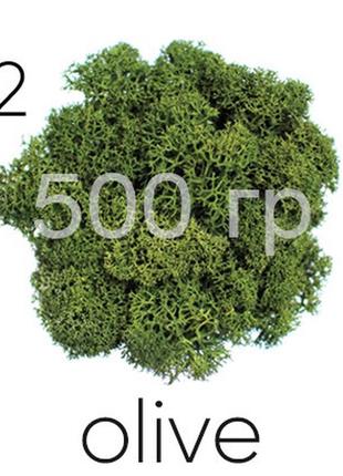 Мох стабілізований (ягель), оливковий 02, 500 грам