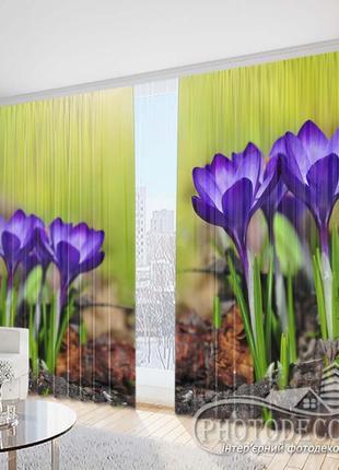 Фото шторы "фиолетовые крокусы 1" - любой размер! читаем описание!