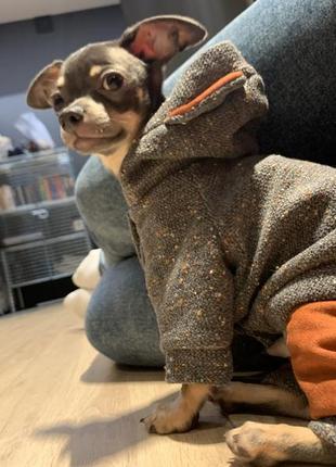 Костюм чіхуахуа