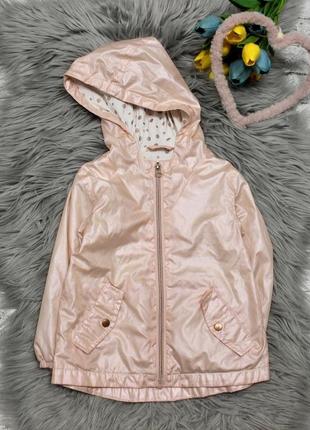 Вітровка st. bernard 2-3 роки