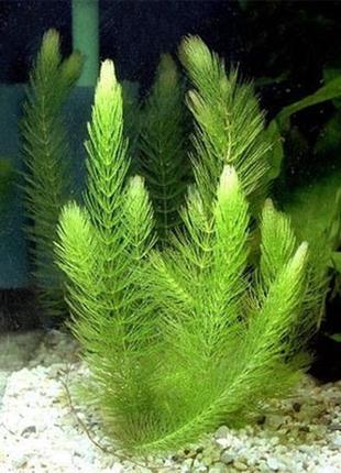 Акваріумна рослина роголисник1 фото