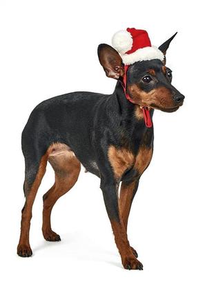 Аксессуар для собак pet fashion новогодний колпак размер xs1 фото