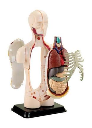 Набір для досліджень edu-toys модель тулуба людини збірна, 12,7 см (sk008)2 фото