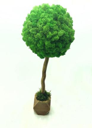Дерево з стабілізованого моху світло-зелене в дерев'яному горщику so green 35см, діаметр 20 см