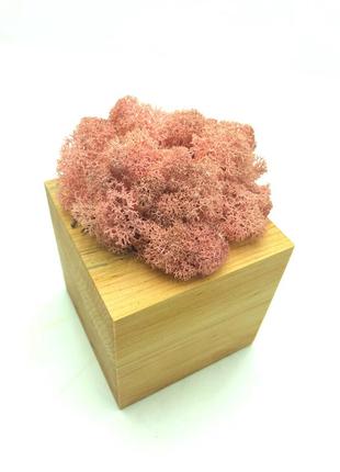 Стабілізований мох рожевий so green соу грін в горщику з дерева 8см х 8см 62