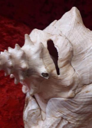 Велика старовинна океанська мушля