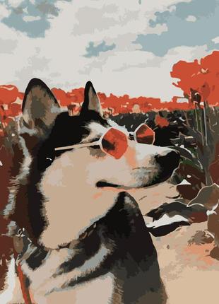 Картина по номерам хаски собака в очках 40х50 см (sy6830) melmil
