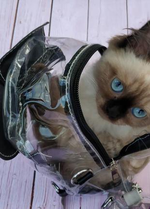 Модный прозрачный рюкзак в наличии с ушками микки мауса серый7 фото