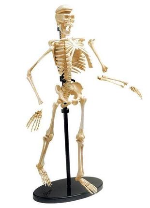 Модель скелета людини edu-toys збірна, 24 см (sk057) ll3 фото