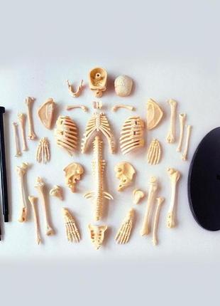 Модель скелета людини edu-toys збірна, 24 см (sk057) ll2 фото